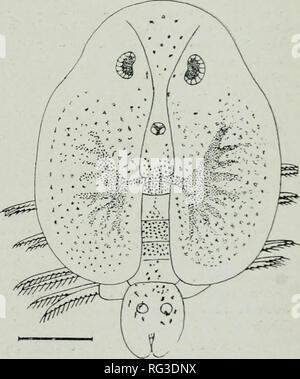 . Die kanadische Feld - naturforscher. Natural History. November 1920] Die kanadische Field-Naturalist 149 ARGULIDAE VOM SHUBEN ACADIE RIVER. NOVA SCOTIA. Von Charles Zweig Wilson, Ph. D., State Normal School, Westfield, Massachusetts, USA eine Umfrage der Shubenacadie Fluss mündet in den Becken von Minas, Neuschottland, wurde vor kurzem von Herrn A. H. Leim in Verbindung mit der Kanadischen shad Fischerei. Während dieser sur-sehr viele Exemplare der beiden Jugendlichen und Erwachsenen argulids obtamed waren an shubenacadie mit dem tcw-net in Gezeiten- Wasser, das schien frisch zu sein, anstatt Salz sein. Diese Proben wurden s Stockfoto