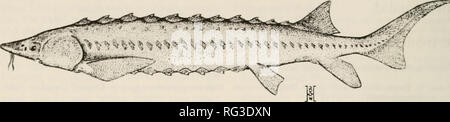 . Die kanadische Feld - naturforscher. 62 Die kanadische Field-Naturalist Vol.105. hk. ich wieder ich. Der weiße Stör, Acipenser iransmomanus Richardson 1836. [Von Scott und Crossman (1973). h die Erlaubnis]. Ähnliche und anscheinend einige intergrades in der Columbia River auftreten (J. Galbraith und S. King, Oregon Fisch und Wild lebende Tiere, Fischerei Abteilung, Clackamas, Oregon; G. Kreitman, Washington Ministerium für Fischerei, Battle Ground, Washington; persönliche Kommunikation). Die zuverlässigste Methode zur Trennung erscheint die Position des Anus in Bezug auf die Einfügung der Bauchflossen. Sturg in Weiß Stockfoto
