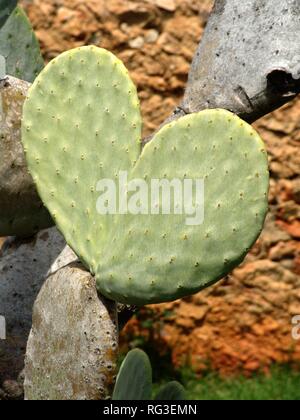 ESP, Spanien, Balearen, Mallorca: Blätter, ein Kaktus in Form eines Herzens. Stockfoto