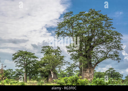 Reise durch Angolas landet 2018: Ansicht mit typischen tropischen Landschaft, Baobab und andere Bäume und andere Arten von Vegetation, bewölkter Himmel als Hintergrund Stockfoto