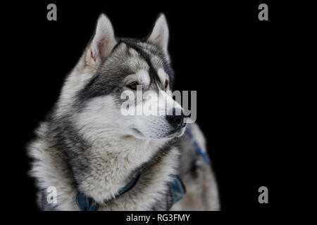 Hund Husky auf schwarzem Hintergrund. Isoliert Stockfoto