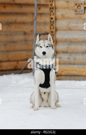 Hund sitzt im Schnee auf einem waldigen Hintergrund Stockfoto