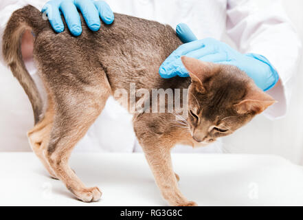 Katze an der Rezeption beim Tierarzt, Tierarzt im Hintergrund. Stockfoto