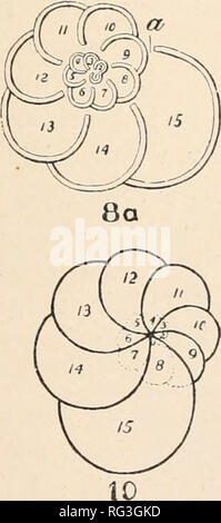 . Die Cambridge Natural History. Zoologie; Europa Geral. Q. PIanorbulina. Bitte beachten Sie, dass diese Bilder sind von der gescannten Seite Bilder, die digital für die Lesbarkeit verbessert haben mögen - Färbung und Aussehen dieser Abbildungen können nicht perfekt dem Original ähneln. extrahiert. Harmer, S.F. (Sidney Frederic), Sir, 1862; Shipley, A.E. (Arthur Everett), Sir, 1861-1927. [London, Macmillan und Co., Limited, New York, Macmillan Company Stockfoto
