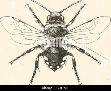 . Die Cambridge Natural History. Zoologie. Ich PARASITISCHE BIENEN DENUDATAE 31 Rennen. Warum sollten Sie die Kreaturen? Sofern die Parasiten nicht in irgendeiner Weise mit dem Unmannerly Gastgeber und ihre Arbeit stören, gibt es keinen Grund, warum Letztere ihre Präsenz sollte erneut gesendet. Die wilde Biene, die Dichtungen der Zelle, wenn es darin ein Ei gelegt hat, und dann bleibt es für immer, hat keine Vorstellung von der Form ihrer Nachkommen; noch nie in der Geschichte der Rasse der Andrena hat eine Larve eine perfekte Insekt gesehen und danach überlebt, hat nie eine perfekte Insekt gesehen eine Larve. Es gibt keinen Grund was - Eve Stockfoto