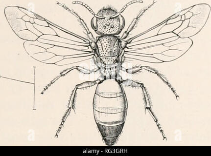 . Die Cambridge Natural History. Zoologie. Bienen ANDRENIDES 23. Gelegenheiten, bei denen diese Biene in Großbritannien gefunden wurde, war es in Umständen, die wenig Zweifel daran gelassen, dass ein parasit von Andrena nigroaenea. Marchal^ gesehen hat*s^. suhquadratus Kampf mit Halictus malachurus und schlachte es vor der Inbesitznahme der burrows und ähnliche Bemerkungen wurden von Terton gemacht worden. Als der ältere Beobachtungen von Smith, Sichel und Friese lassen wenig Zweifel, dass Sph e-Codes sind manchmal Indus- trial Bienen, ist es sehr wahrscheinlich, dass wir in dieser ",",,,.,," ".^. Abb. 11.- K&gt; 2 Stockfoto