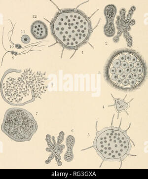 . Die Cambridge Natural History. Zoologie; Europa Geral. 54 PROTOZOEN CHAP. im Zytoplasma in der Nähe des Nukleus gebildet und durch chitinous Zement verbunden. Unter diesen Quadrula (Abb. 10 A) ist Lobose, mit quadratischen Platten, Euglypha (Abb. 8. Abb. g.- Trichosphaerium siebohU!. 1, nach der "A"-Form; 2. die Multiplikation mit der Kernspaltung und gemmation; 3, Auflösung in 1-nucleate amoeboid Zoosporen; 4, Entwicklung (von zoosporen von "A") in den "B"-Form (5); 6. die Multiplikation mit der Kernspaltung und gemmation; 7, seine Entschließung nach nuklearen bipartition in Stockfoto