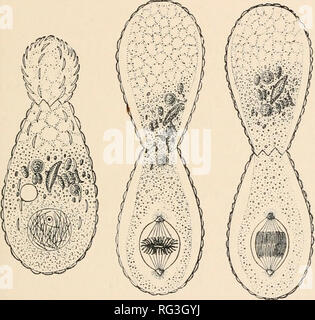 . Die Cambridge Natural History. Zoologie; Europa Geral. Mitose oder KARYOKINESIS Keimplasma" oder "idioplasm" der relativ große Beharrlichkeit, die die Zelle ihre eigene Rasse Qualitäten gibt.1 Der Prozess, den wir gerade prüfen müssen, heißt "mitose", "karyornitosis" oder "karyokinesis"; und der Kern wird gesagt "indirekte" Abteilung, werden im Vergleich zu "direkte" Division durch bloße Verengung. In einer Zwischenstellung, in vielen Protista, die nuklearen Wand über die gesamte bestehen bleibt. Bitte beachten Sie, dass diese Bilder extrahiert werden Stockfoto