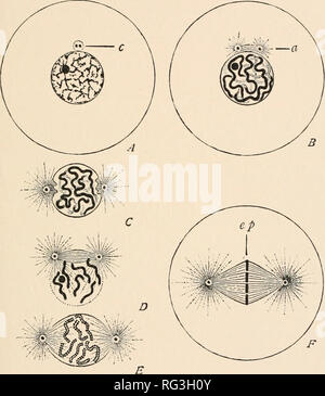 . Die Cambridge Natural History. Zoologie; Europa Geral. CELL-Abteilung in den limn Netzwerk ausgesetzt (lange als bloße betrachtet. Abb. 6. - Änderungen im Kern und Zelle in indirekten (Mitose) nukleare Division. A, ruhenden Kern mit zwei Zentriolen 1 im Einzelnen centrosphere (e); B, Zentrum-Bereich unterteilt, Spindel und zwei astern (") bilden; C, centrospheres getrennt, nukleare Wand verschwinden; D, Auflösung der Zellkern, der in Chromosomen; E, reife plasmic Spindel, mit längs der Spaltung von Chromosomen; F, Chromosomen, die äquatorialen Platte (EP) der Spindel. (Von Wilson.) nucleole). Einem solchen Kern Stockfoto