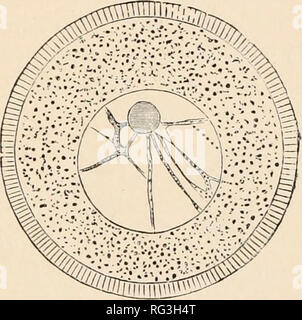 . Die Cambridge Natural History. Zoologie; Europa Geral. Reaktion auf Reize 7 in der Regel in einem ausgeprägten Netzwerk angeordnet, Konfluierenden in eine "parietale Schicht" innerhalb der nuklearen Wand; die Maschen Verfahren einen Hohlraum voller Flüssigkeit, die nuklearen sap und enthält in ihren Kurs das Granulat; während in die Kavität in der Regel sind ein oder zwei Tröpfchen von einem dichteren Stoff als "nucleoles." Diese leicht in der Zusammensetzung unterscheiden sich von den chromatiii Granulat * (s. S. 24 f). Die Bewegungen der Leukozytären oder Amoeha sind in der Regel die meisten Aktiven bei einer Temperatur von ca. 40 °C oder 100 °F Stockfoto