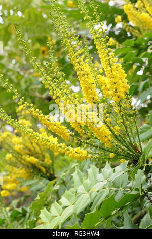 Mahonia x Media 'Lionel Fortescue". Winter Blumen von mahonia Lionel Fortescue" in einem November Garten, Großbritannien. AGM. Stockfoto