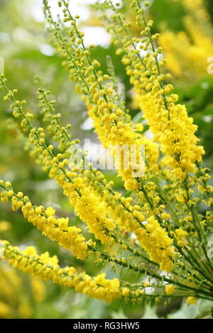 Mahonia x Media 'Lionel Fortescue". Winter Blumen von mahonia Lionel Fortescue" in einem November Garten, Großbritannien. AGM. Stockfoto