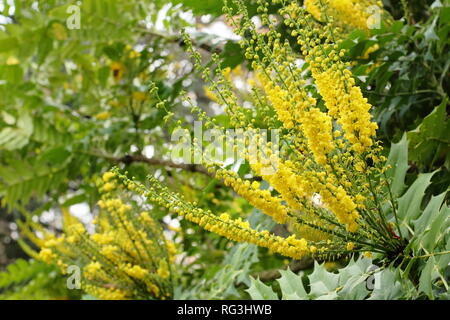 Mahonia x Media 'Lionel Fortescue". Winter Blumen von mahonia Lionel Fortescue" in einem November Garten, Großbritannien. AGM. Stockfoto