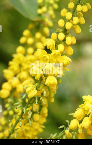 Mahonia x Media 'Lionel Fortescue". Winter Blumen von mahonia Lionel Fortescue" in einem November Garten, Großbritannien. AGM. Stockfoto