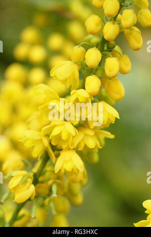 Mahonia x Media 'Lionel Fortescue". Winter Blumen von mahonia Lionel Fortescue" in einem November Garten, Großbritannien. AGM. Stockfoto