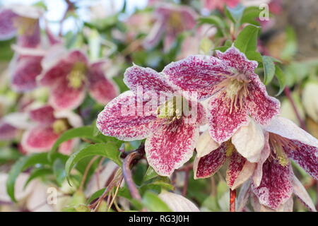 Clematis cirrhosa var. Purpurascens "sommersprossen". Winter Blüten der Clematis 'Freckles', November Garten, Großbritannien Stockfoto