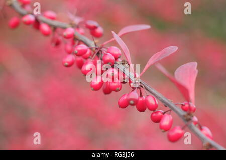 Berberis thunbergii atropurpurea 'Rose Glow". Herbst Beeren und Blätter von Berberis 'Rosy Glow', auch als japanische Berberitze,, Großbritannien Stockfoto