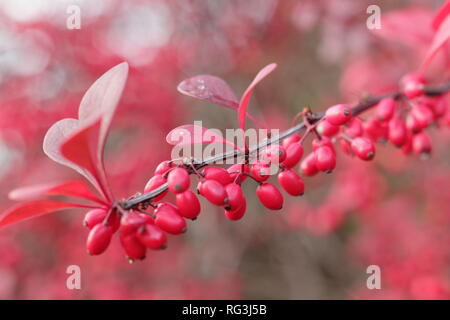 Berberis thunbergii atropurpurea 'Rose Glow". Herbst Beeren und Blätter von Berberis 'Rosy Glow', auch als japanische Berberitze,, Großbritannien Stockfoto