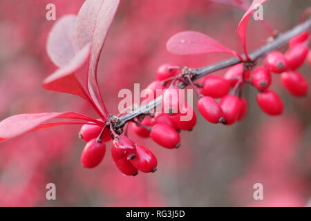 Berberis thunbergii atropurpurea 'Rose Glow". Herbst Beeren und Blätter von Berberis 'Rosy Glow', auch als japanische Berberitze,, Großbritannien Stockfoto