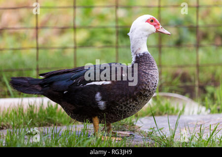 Große schöne schöne gemästet schwarzer und weißer moschus Ente draußen im Hof auf die hellen sonnigen Sommertag auf verschwommenes Licht grau hinterlegt. Aufzucht von Geflügel Stockfoto