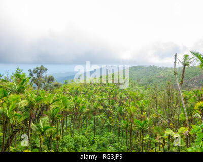 Ansicht von oben der tropischen Vegetation im El Yunque National Forest in Puerto Rico Stockfoto