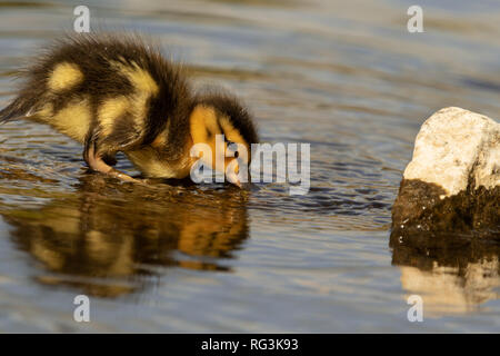 Junge Mallard Entlein trinken aus dem Fluss Skell, Ripon, North Yorkshire, England, Großbritannien. Stockfoto