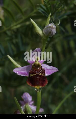 Ende Spider Orchid (Ophrys holoserica) Blühende in einem Naturschutzgebiet in der Region Südeifel, Deutschland. Stockfoto