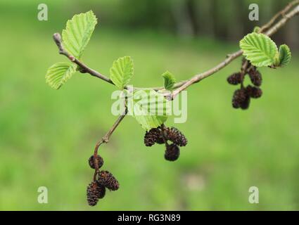 Nahaufnahme einer gemeinsamen Schwarzerle Alnus glutinosa Zweige im Frühjahr Stockfoto