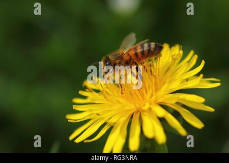 Honig Biene sammelt Nektar auf Löwenzahn Blume Stockfoto