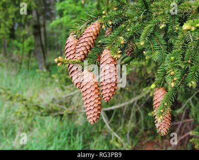Spruce Tree Kegel. Picea Baum mit langen Kegel in Wald im Frühling Stockfoto