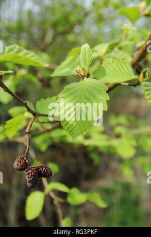 In der Nähe von blühenden Zweig der Alnus glutinosa, die Common Alder, Black Alder, Europäische Erle oder nur Erle im Frühjahr. Polen, Europa Stockfoto