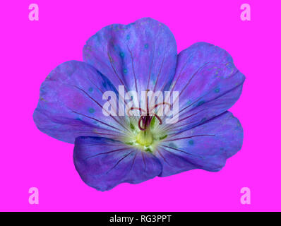 Kunst Stillleben Farbe floral Bild eines isolierten weit offen Blau blühenden weiblichen Geranie/cranesbill Blume auf rosa Hintergrund Stockfoto