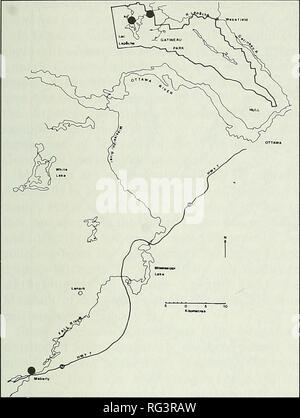 . Die kanadische Feld - naturforscher. 1990 GOODCHILD: STATUS DES zu BESICHERNDEN MADTOM 31. Abbildung 3. Verteilung der zu besichernden Madtom, Noturus insignis, in Ontario und Quebec. OMNR Mannschaften wieder in den Fall River der Umfang der zu besichernden Madtom Bevölkerung zu bestimmen (G. A. Goodchild, Fischerei Zweig, Ontario Ministerium für natürliche Ressourcen, Queen's Park, Toronto; persönliche Mitteilung). Am 17. Juni Weitere 14 Proben wurden im Fall River gesammelt durch Elektrofischerei (ein Exemplar war tot am Ufer gefunden). Dreizehn dieser Fische werden in der Royal Ontario Museum (ROM) Konzertstücke Stockfoto