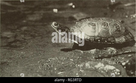 . Die kanadische Feld - naturforscher. Natural History. 1994 Herman, Strom und Eaton: Status von blanding's Schildkröten in Nova Scotia 183. Abbildung 1. Blanding Emydoidea blandingii's Schildkröte, unten Grafon See, Kejimkujik National Park, Juli 1981. Foto von Jamie Steeves, Höflichkeit Parks Kanada. Arten" bekannten Bereich bleibt, Teile der Mersey und Medway Fluss Wasserscheiden (Powell 1965 beschränkt; Dobson 1971; Weller 1973 * i; Bleakney 1976*; Drysdale 1983*; Herman et al. 1989*) (Abbildungen 3, 4). Die Nova Scotia Bevölkerung ist am stärksten isolierten Einzelnen disjunct in die gesamte Palette an. Bitte beachten Sie, dass Thess Stockfoto