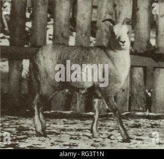 . Die kanadische Feld - naturforscher. Natural History. 648 Die kanadische Field-Naturalist Vol Abb. Abbildung 1. Weibliche hybrid Dall Schaf X Bighorn Schaf, Ovis dalli dalli X Ovis canadensis canadenis, 18. November zwei Eltern und ähnelte Yukon's "fannin "Schaf - eine natürliche Kreuzung zwischen Dall und der Stein Schafe (Abbildung 1). Diese Hybride sehr gut entwickelt und übertraf ihre Mutter in Größe und Gewicht im Alter von 18 Monaten. Hybride Fruchtbarkeit sie zu einem Bighorn ram in diesem Alter backcrossed war. Diese Matte-ing war erfolgreich mit der Geburt eines gesunden männlichen Lamm whi am 22. Mai 1996 Stockfoto