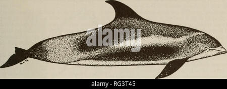 . Die kanadische Feld - naturforscher. Natural History. 2001 Lien, Nelson, und Hai: Status der Weiß-beaked Dolphin in Kanada 119. Abbildung 1. Weiß-beaked Dolphin {Lagenorhynchus albirostris). Von Dawn Nelson. pers und Fluke gezeichnet sind schwarz. Es gibt beträchtliche varia- tion in der Färbung zwischen Individuen (Reeves et al. 1996*), von denen einige möglicherweise auf Alter (Jonsgard 1962; Mercer 1973; Corbet und Südlichen 1977; DeBoer 1989). Verteilung der Weiß-beaked Dolphin ist nur in kalten gemäßigten und subarktischen Gewässern des Nordatlantik (Leatherwood und Reeves 1983; Katona et al. gefunden 1993); Stockfoto