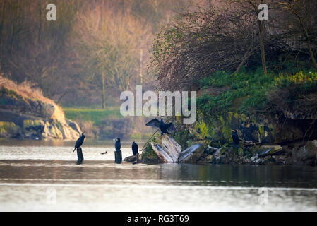 Eine Gruppe von Kormoran (Phalacrocorax carbo) Stockfoto