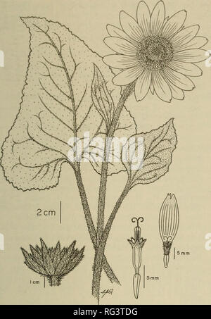 . Die kanadische Feld - naturforscher. Natural History. 2001 Douglas und Ryan: Status der Deltamuskel Balsamroot 453. Abbildung 1. Abbildung: Balsamorhiza deltoidea. (Zeichnung von Elizabeth J. Stephen Douglas et al. (1998 a, 1998 b). Anzahl anderer Arten mit ähnlichen Bereiche können beweisen eine fruchtbare Themen für die genetische Forschung zu sein. Schutz Balsamorhiza deltoidea wurde weltweit von The Nature Conservancy der Vereinigten Staaten als "G5", oder "häufig bis sehr häufig mit einer Exis- tenz, das nachweislich eine sichere und im wesentlichen unauslöschlichen unter den gegenwärtigen Bedingungen werden geordnet Stockfoto