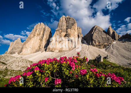 Der norden Gesichter der Berg Gruppe Tre Cime di Lavaredo, Alpenrosen (Rhododendron ferrugineum) Blühende Stockfoto