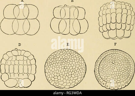 . Die Cambridge Natural History. Zoologie. Ich 30 CEPHALOCHORDATA Embryologie und Life-History. Entwicklung erfolgt im Meer - Wasser, wo das Ei befruchtet wird - scheinbar immer über den Sonnenuntergang, der embryonalen Stadien durch in der Nacht überschritten wird, und die Larven in den frühen Morgen ausgebrütet. Das Ei ist klein (0'105 mm in Durchmesser als Halle) und enthält sehr wenig essen - Eigelb. Segmentierung abgeschlossen ist (Abb. 8 2 A), ist fast regelmäßig, und Ergebnisse bei der Bildung von einem hohlen c A B. Fia. 82.- Phasen der Segmentierung von amphioxus. Die acht-celled Stufe: B, tlie sechzehn-celled Stockfoto