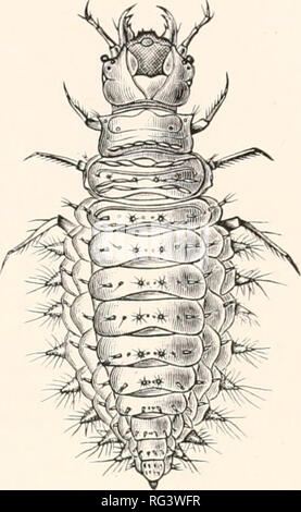 . Die Cambridge Natural History. Zoologie. POLYMORPHA HYDROPHILIDAE PLATYPSYLLIDAE2I 9. matiferous. In Berosus gibt es Patches von aeriferous, minute Behaarung am Körper. Die Puppen von Hydrophilides Ruhe auf der dorsalen Oberfläche, die durch die dornfortsätze auf dem Halsschild geschützt ist, und auf den Seiten des Abdomens. Wir haben schon bemerkt, dass dies eine der am meisten vernachlässigten der Familien der Coleoptera, und seine classifica- ist nicht zufriedenstellend. Es ist in der Regel in Hydrophilides und Sphaer - idiides unterteilt. Die Sphaeridiid.Es sind zu einem großen Teil der terrestrischen, aber ihre Trennung her Stockfoto