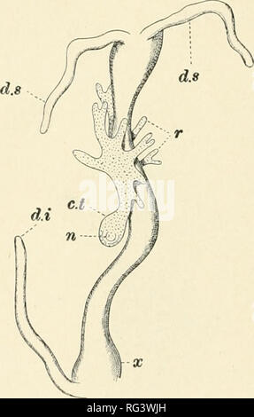 . Die Cambridge Natural History. Zoologie. 98 KREBSTIERE CIRRIPEDIA des Darmes der Krabbe, an der Kreuzung zwischen Thorax und Abdomen, alle erwachsenen Organen in Miniatur festgelegt sind, und die gesamte Struktur wird durch eine zusätzliche Sac durch Einstülpung als perivisceral Raum (Abb. bekannt gebildet umgeben. VO). Die jungen "SaccuUna interna" bleibt in dieser Position für einige Zeit und Sein an der ventralen Abdomens Gewebe der Krabbe gerade an dem Punkt, an dem Thorax und Abdomen, oder angewendet werden. Abb. 69.- Die raid-Darm von Juachus mauritanicus mit einem jungen Saccu - Una es darüber liegende, x2. c. &Lt Stockfoto