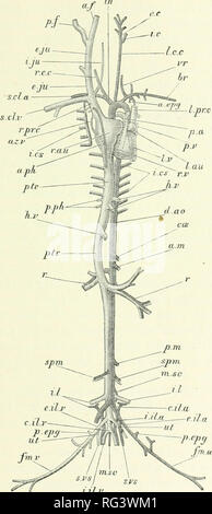 . Die Cambridge Natural History. Zoologie. Hohlräume des Herzens 67 geblieben ist. Diese Tatsache, zeigt, dass das Säugetier kann nicht von einem Vogel abgeleitet worden sind - wie Vater, aber das. Abb. 43. âLepus cunicuhis. Veu- Blick auf die vaskulären Sys-tem. Das Herz ist etwas nach links über das Thema verdrängt, die Arterien und die Adern auf der linken Seite sind in der großen Maßnahme, a-Cpy, interne mam-maria Arterie; ein. f, anterior Gesichtsbehandlung Vene; a.m., anterior A. mesenterica; ein. ph, anterior phrenic Vene; Az.% Vena azygos; hr, A. brachialis; c. Il. eine, gemeinsame Darmbein Arterie; c Stockfoto