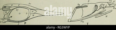 . Die Cambridge Natural History. Zoologie. Abb. 55.- Diagramme von Schädeln, die insbesondere die Zusammensetzung des knöchernen Bögen des orbito-zeitliche Region. L, Ptthonomorpha. Clidastes, S. 490. M, N, O, Lacertilia, S. 496. M, Varauus, s. 543; N, Uromastix, s. 524; 0, Lacerta, S. 550. P, ICHTHYOSADRIA, S. 479. IchtlujoscutrKs, S. 483. Q, PterosaURIA, S. 484. Dimorphodon, S. 486. R, AvES, generalisierte, zum Vergleich. S, Mammalia, generalisierte, für comj^ arison. T. Ophidia, S. 581. C, kondylus der Unterkiefer; EUGH, columella cranii; F, frontale; 7, interparietal oder Zirbeldrüse foramen; l. EIN, inneren Winkel o Stockfoto