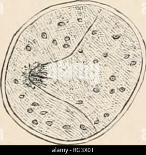 . Die Cambridge Natural History. Zoologie; Europa Geral. ,^-- r^ZZ ^ t/. Bitte beachten Sie, dass diese Bilder sind von der gescannten Seite Bilder, die digital für die Lesbarkeit verbessert haben mögen - Färbung und Aussehen dieser Abbildungen können nicht perfekt dem Original ähneln. extrahiert. Harmer, S.F. (Sidney Frederic), Sir, 1862; Shipley, A.E. (Arthur Everett), Sir, 1861-1927. [London, Macmillan und Co., Limited, New York, Macmillan Company Stockfoto