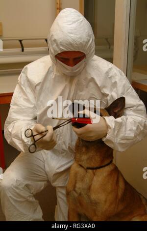 DEU, Deutschland, NRW: Polizei Hunde finden Sie den Geruch von einer kriminellen an einem Tatort Szene und vergleichen Sie diese mit der Geruch eines Stockfoto