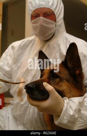 DEU, Deutschland, NRW: Polizei Hunde finden Sie den Geruch von einer kriminellen an einem Tatort Szene und vergleichen Sie diese mit der Geruch eines Stockfoto