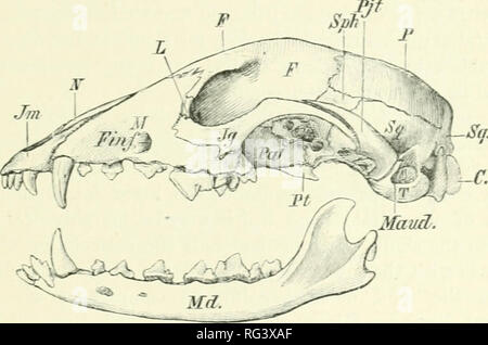 . Die Cambridge Natural History. Zoologie. Schädel von.^^M^ l VL. S und REl'Fliesen besonders auffällig in den Walen und in der Edentates. In der ehemaligen Gruppe das Auftreten der ersten interceutrum dient der Trennung der kaudalen aus der Lws-Serie zu markieren. Die Anzahl der caudals variiert von drei in Manâand diejenigen ganz rudimentaryâto fast fünfzig in Manis macrura und Micro-gale Ji&gt; nilirii inh 'fn. Der Schädel. âThe Schädel in der Mammalia difiers von der der unteren Yertebrata in einer Reihe von wichtigen Funktionen, die in der follo^ vin (T kurze Skizze uf seiner structu aufgezählt werden Stockfoto