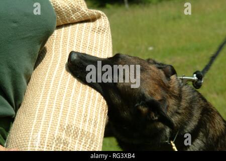 DEU, Deutschland, NRW: Polizei hund Akademie. Die Polizei Hunde lernen einen Verdächtigen durch Beißen in seinem Arm zu stoppen. Polizeihunde, K9Unit. Stockfoto