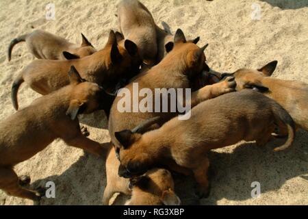 DEU, Deutschland, NRW: Welpen an der Hundezucht auf die Polizei hund Akademie. Polizeihunde, K9Unit. Stockfoto